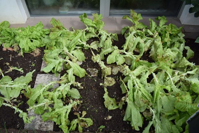 ⓒ게티이미지뱅크(상추)