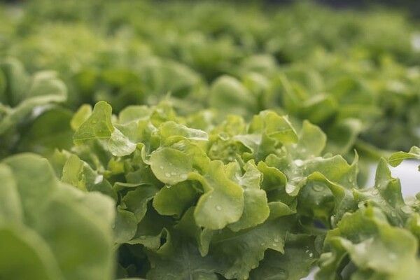 ⓒ게티이미지뱅크(상추)