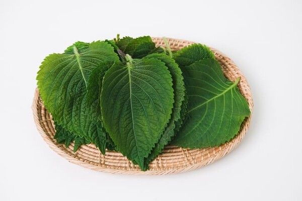 ⓒ게티이미지뱅크(깻잎)