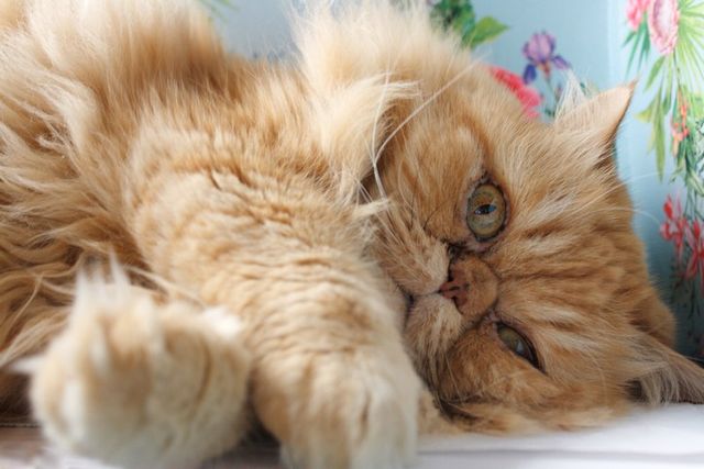 ⓒ게티이미지뱅크(페르시안 고양이)