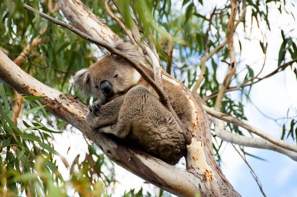 ⓒ게티이미지뱅크(코알라)