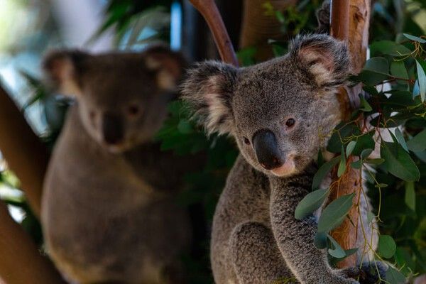 ⓒ게티이미지뱅크(코알라)