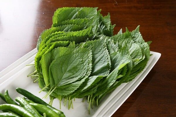 ⓒ게티이미지뱅크(깻잎)