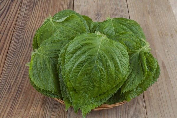 ⓒ게티이미지뱅크(깻잎)