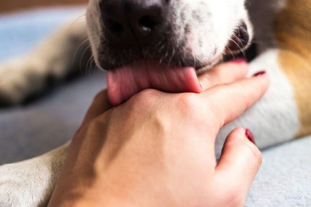 ⓒ게티이미지뱅크(사람핥는 강아지)