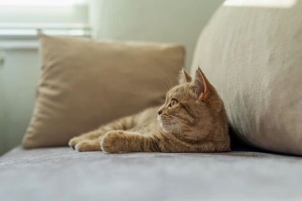 ⓒ게티이미지뱅크(소파)