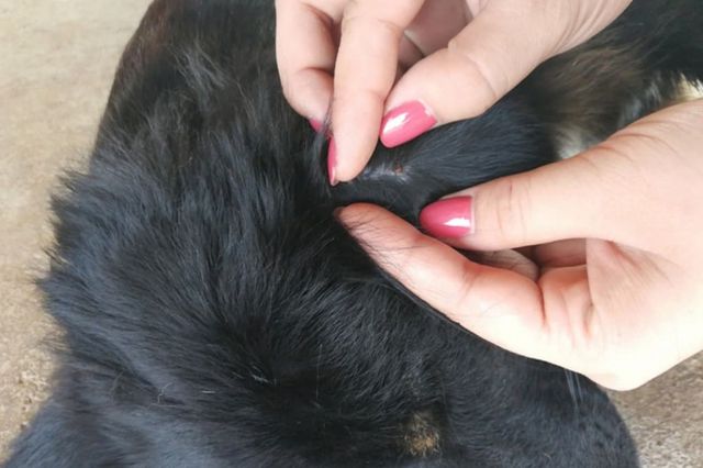 ⓒ게티이미지뱅크(반려견 여드름)