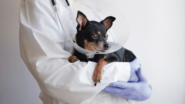 ⓒ게티이미지뱅크(반려견 병원)