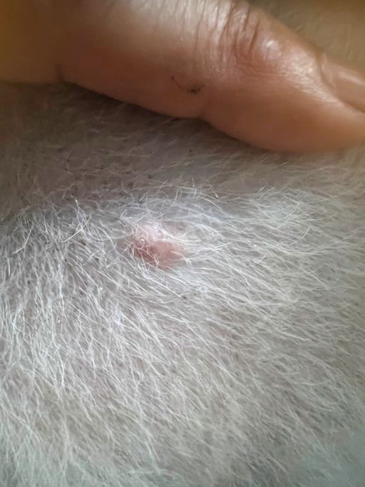 ⓒ게티이미지뱅크(반려견 여드름)