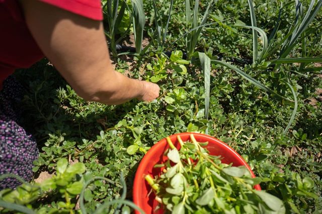 ⓒ게티이미지뱅크(명이나물)