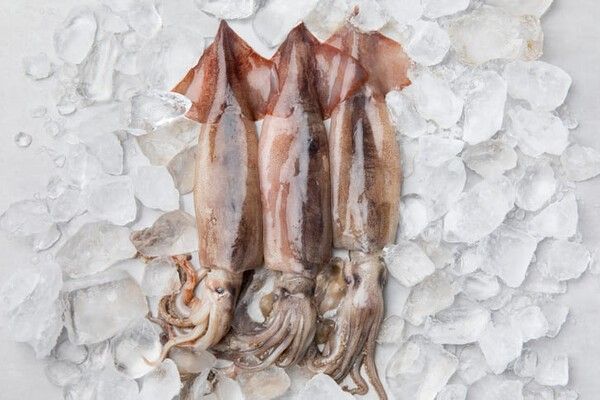 ⓒ게티이미지뱅크(오징어)