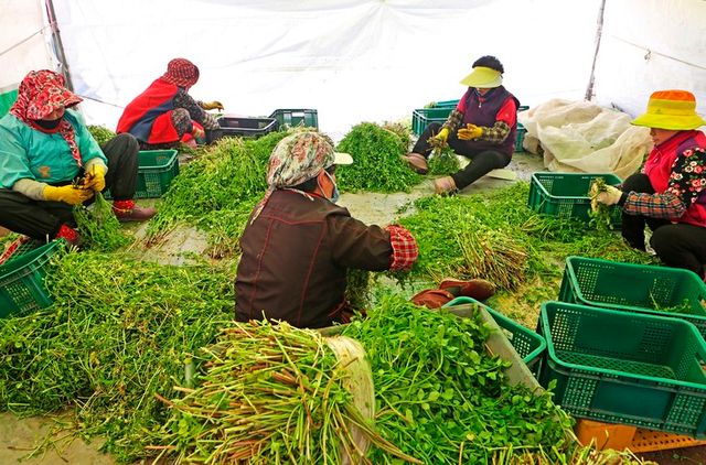 ⓒ게티이미지뱅크(미나리)