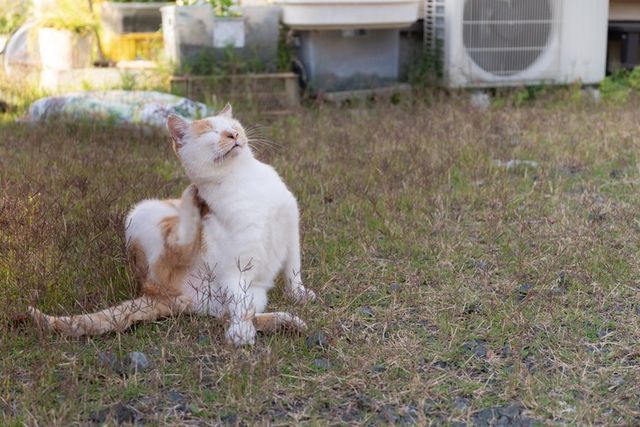 ⓒ게티이미지뱅크(자기 몸 긁는 고양이)