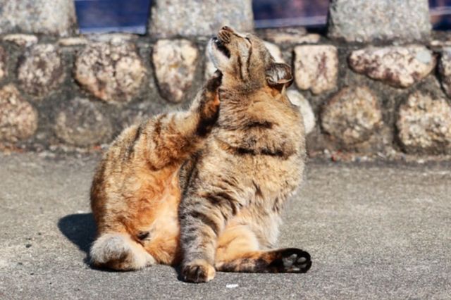 ⓒ게티이미지뱅크(자기 몸 긁는 고양이)
