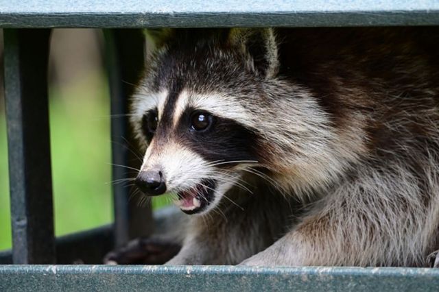 ⓒ게티이미지뱅크(깜짝 놀란 너구리)