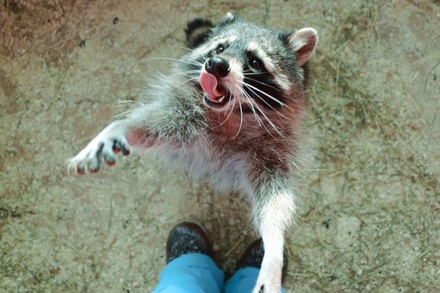 ⓒ게티이미지뱅크(너구리 사람)