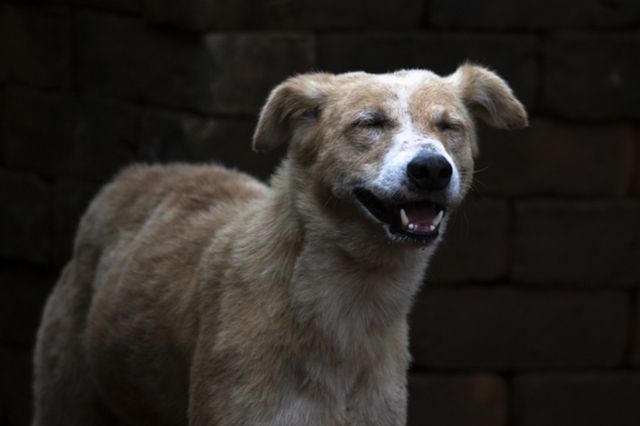 ⓒ게티이미지뱅크(게슴츠레한 강아지)