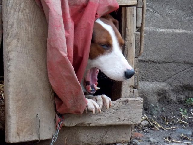 ⓒ게티이미지뱅크(게슴츠레한 강아지)