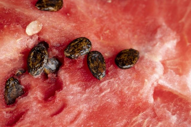 ⓒ게티이미지뱅크(수박씨)