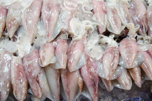 ⓒ게티이미지뱅크(갑오징어)