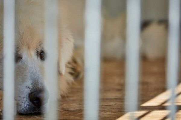 ⓒ게티이미지뱅크(강아지)