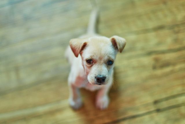 ⓒ게티이미지뱅크(강아지)