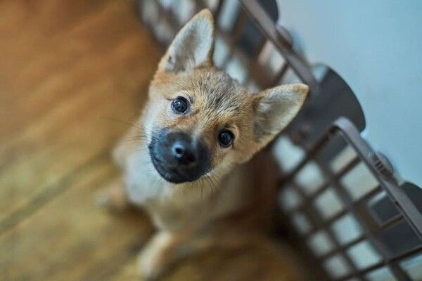 ⓒ게티이미지뱅크(강아지)