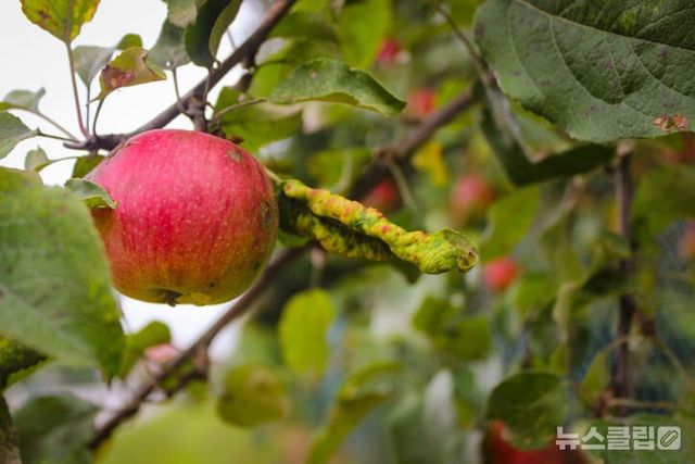ⓒ게티이미지뱅크(사과)