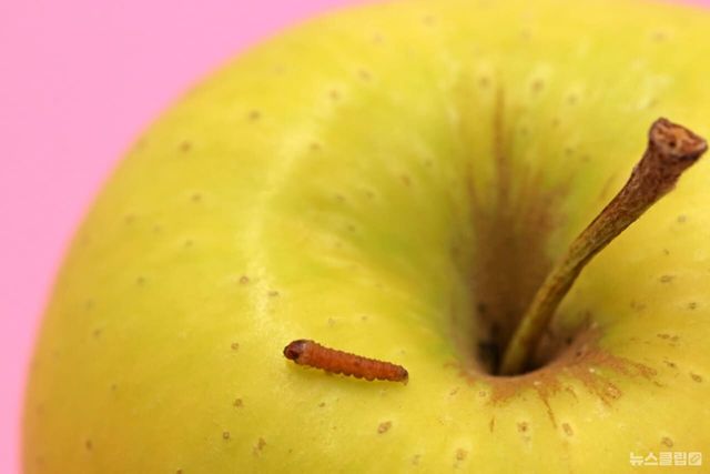 ⓒ게티이미지뱅크(사과)