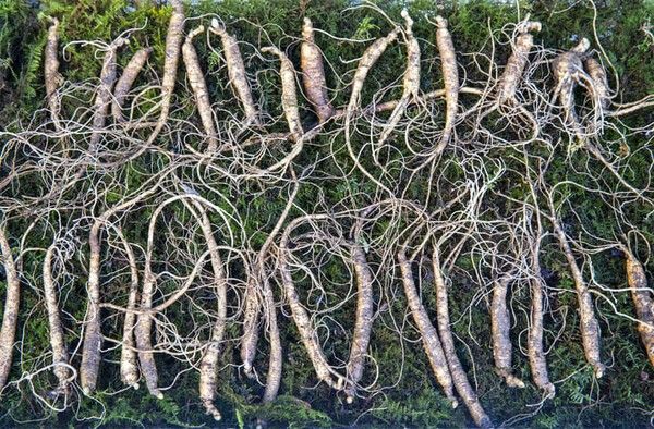 ⓒ게티이미지뱅크(산삼)