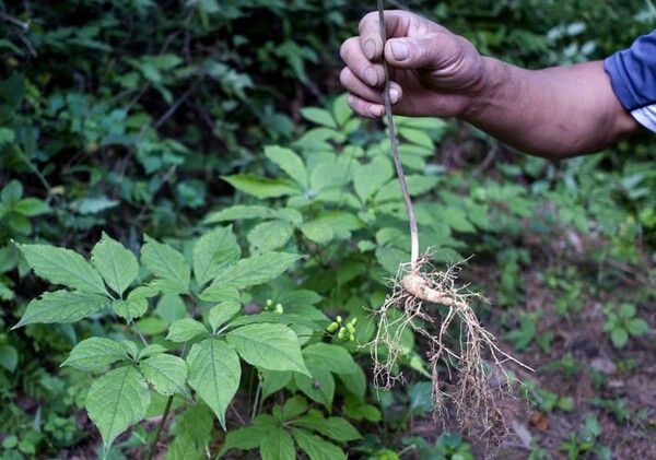 ⓒ게티이미지뱅크(산삼)