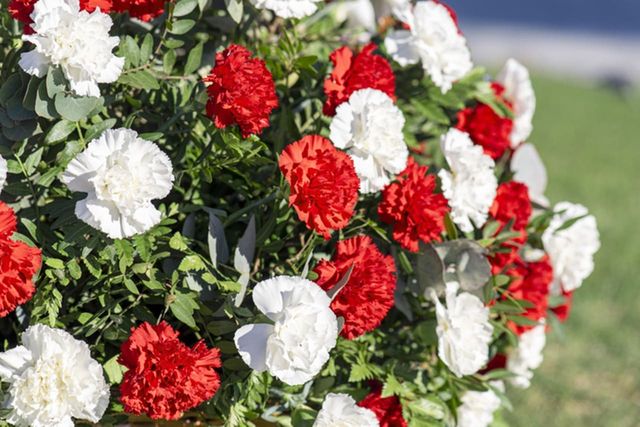 ⓒ게티이미지뱅크(카네이션)