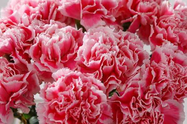 ⓒ게티이미지뱅크(카네이션)