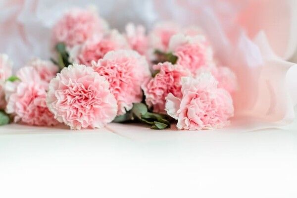 ⓒ게티이미지뱅크(카네이션)