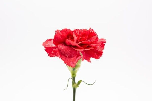 ⓒ게티이미지뱅크(카네이션)