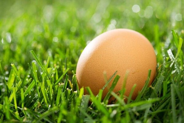 ⓒ게티이미지뱅크(달걀)