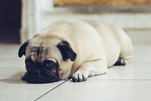 ⓒ게티이미지뱅크(반려견 침울)