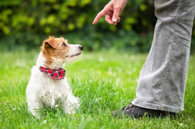 ⓒ게티이미지뱅크(반려견 교육 주인)