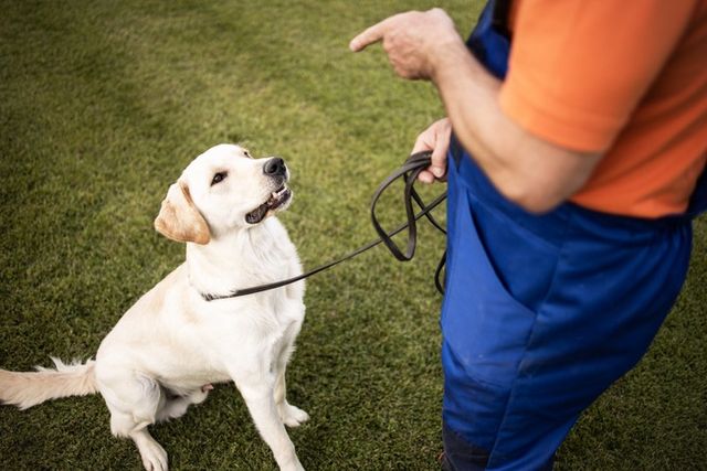 ⓒ게티이미지뱅크(반려견 교육 주인)