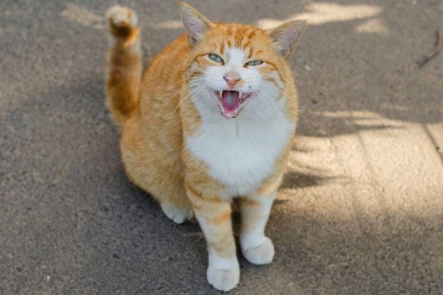 ⓒ게티이미지뱅크(야옹하는 고양이)