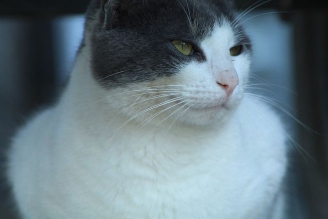 ⓒ게티이미지뱅크(집고양이)