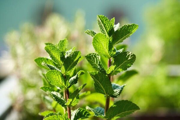 ⓒ게티이미지뱅크(페퍼민트)