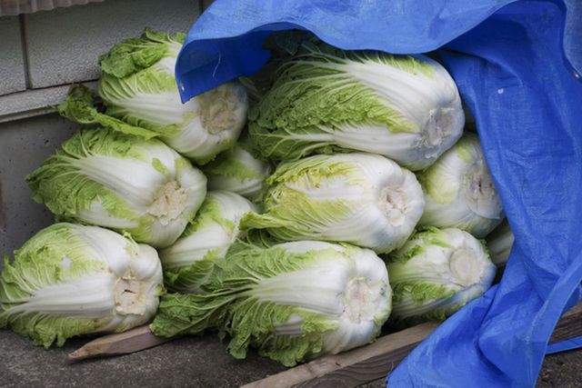 ⓒ게티이미지뱅크(배추)