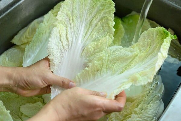 ⓒ게티이미지뱅크(배추)