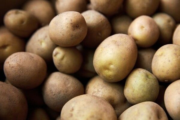 ⓒ게티이미지뱅크(감자)