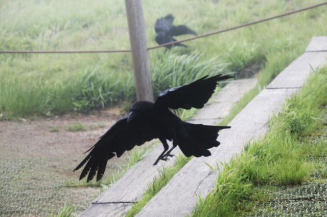 ⓒ게티이미지뱅크(위협적인 까마귀)