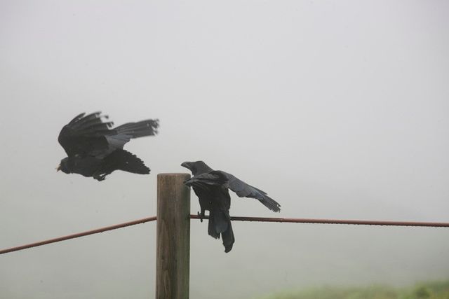 ⓒ게티이미지뱅크(공격하는 까마귀)