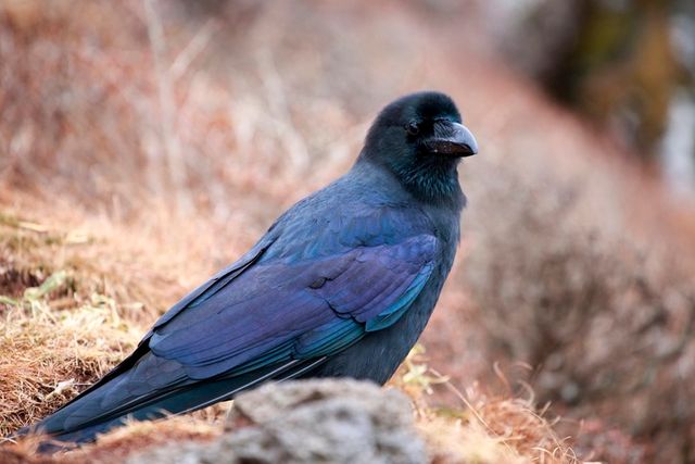 ⓒ게티이미지뱅크(까마귀)