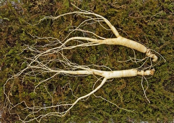 ⓒ게티이미지뱅크(산삼)