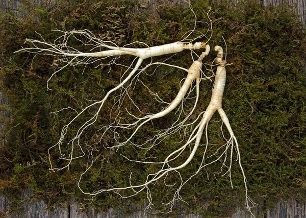 ⓒ게티이미지뱅크(산삼)